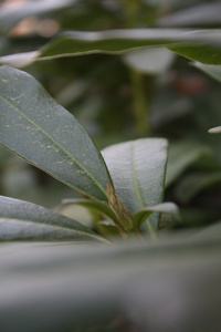 Foto von einer grünen Pflanze